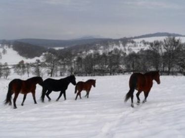 Halállal fenyegetik az állatorvosokat (Elmaradt kárpótlás)