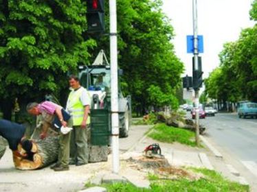 Gesztenye helyett nyírfa