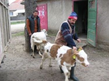 Nyári villanások: Borjak tiltakozása