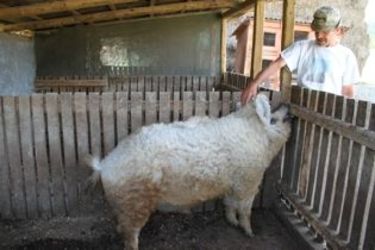 Dzsoni a mangalica kannal