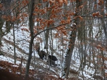 Közös és oszthatatlan Uzonkafürdő (Beszélgetés Fărcaş Csillával, a bodosi erdő-közbirtokosság elnökével)