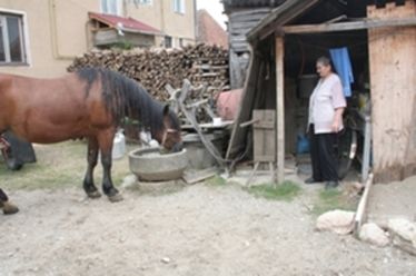 Lóitatás. A szerző felvétele