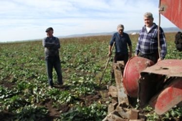 Idén nagyobb a répa cukortartalma