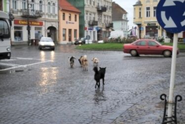 Kézdivásárhely főterén. A szerző felvétele