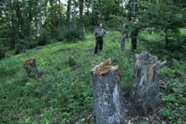 Napról napra fogynak erdeink