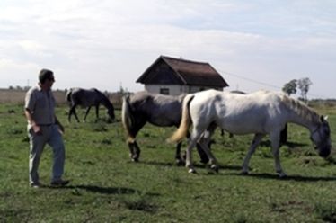 Lovarda a zabolai Négyháznál