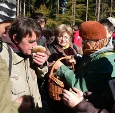 Zoltán Sándor helyben határozta meg a gombákat. Ferencz Csaba felvétele