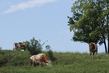 Akik nem adják fel (Illyefalvi tejtermelők)