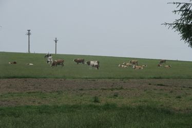 A Hatod-tetőn legel a csorda