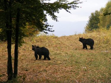 Egyre több a panasz a medvék okozta károkra