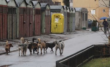 Kóbor ebek Sepsiszentgyörgyön. Fotó: Albert Levente