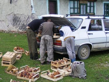 Sokan a gomba miatt mondanak le a szociális segélyről. A szerző felvétele