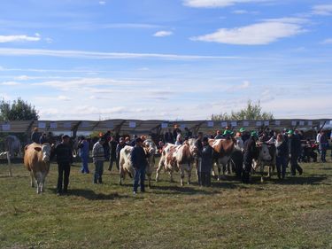 Legszebb állataikat vitték a ringbe a gazdák. A szerző felvétele