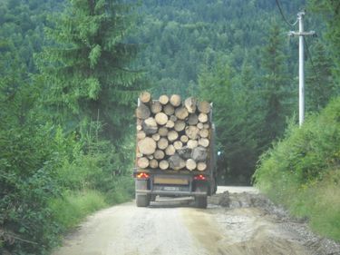 Leginkább a rönkszállító tehergépkocsik rongálják az utat