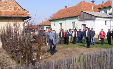 Barátoson nagy volt az érdeklődés a csemeték iránt. A szerző felvétele