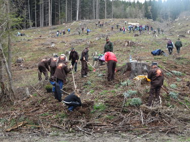 Ötezer csemetét ültettek el Ozsdolán. A szerző felvétele