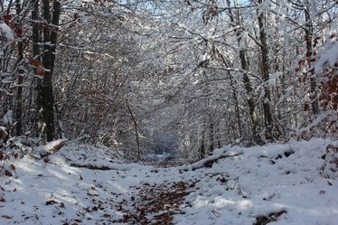 Téli erdő az Ojtoz-Ozsdola természetvédelmi területen. Fotó: Vinca Minor Egyesület