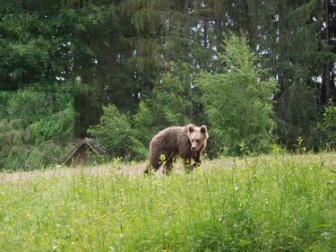 Ezt zsebre tudod tenni, olyan ártatlan. A szerző felvétele