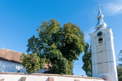 Emlékfa a katolikus templom mellett. Fotó: Toró Attila