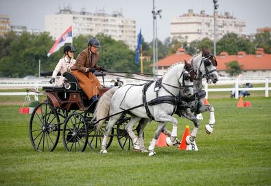 Második helyezés  a Kincsem Parkban (Fogathajtás)