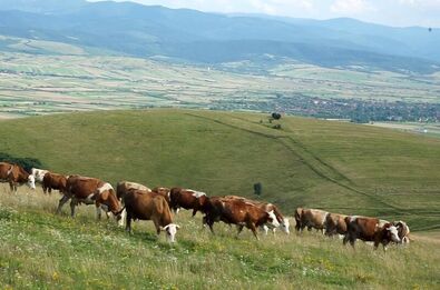 Tehéncsorda a Szent Mihály-hegyen. A szerző felvétele