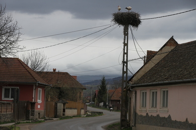 Bardoci gólyák. Albert Levente felvétele 