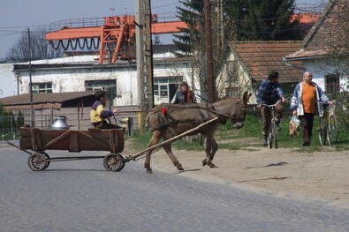 Ha nincs ló, jó a szamár is. Fotó: Iochom István