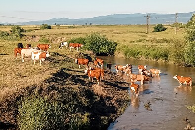  Hűsöl a cófalvi csorda. Bodor János fotója