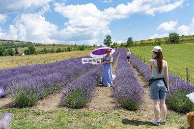 Provence-i hangulat a levendulakertben. A szerző felvétele