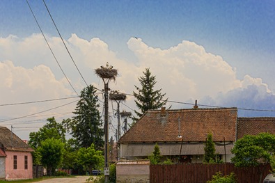 Villanyoszlopokon sorakozó fészkek Nagyajtán. Fotó: Csákány László