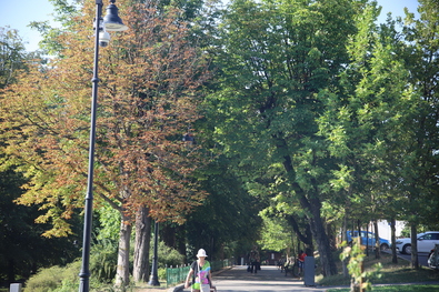 Itt az ősz, sárgulnak az Erzsébet park fái. Fotó: Albert Levente