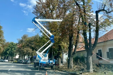  Városi fametszés. Ferencz Csaba felvétele