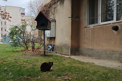 A cicák kötélhágcsón juthatnak fel az új otthonukba. A szerző felvétele